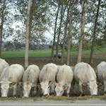 l'allevamento semibrado di bovini di razza piemontese